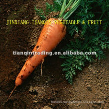 Red Carrot From China